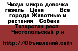 Чихуа микро девочка газель › Цена ­ 65 - Все города Животные и растения » Собаки   . Татарстан респ.,Чистопольский р-н